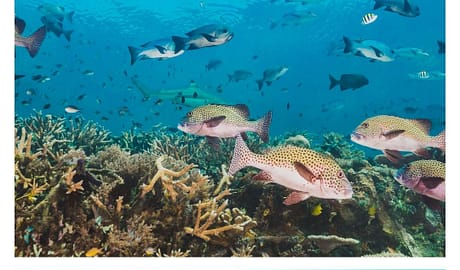 Monaco à la Conférence sur la biodiversité marine en haute mer de l'ONU